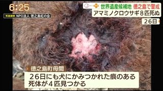 世界遺産候補地 徳之島で警戒 アマミノクロウサギ8匹死ぬ 犬に襲われたか 鹿児島県(動物愛誤)(自然破壊)(製造車禍.傷人.人身被害)(Animal Attacks)(アニマルホーダー)(狂犬病)