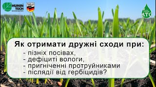 Як отримати дружні сходи озимої пшениці?