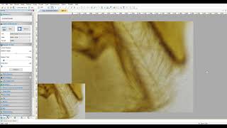 Live EDF in imageviewer software