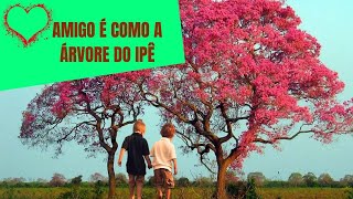 AMIGO É COMO A ÁRVORE DO IPÊ - O PROPÓSITO DA AMIZADE