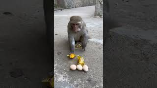 Funny monkey #146