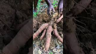 Harvesting Tapioca #shorts