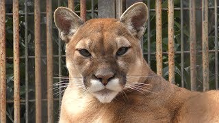 ピューマ の『マーコ』 (とくしま動物園) 2019年3月2日