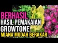 HASIL STEK BATANG MIANA DENGAN GROWTONE PERANGSANG AKAR ANTI BUSUK