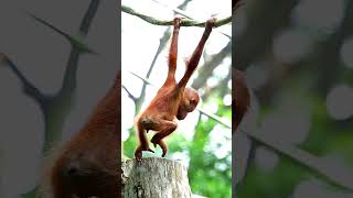 Baby orangutan monkey teaching you confidence- mind-blowing 😮🙊/funmiracle#shorts#funny#animals#viral