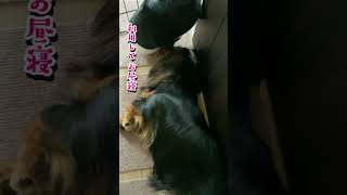 ぬいぐるみをうまく利用してお昼寝する賢い愛犬。[ミニチュアダックスフンド]  #dog #cutedog  #お昼寝 #垂れ耳 #快眠 #かわいい犬 #dachshund #shorts