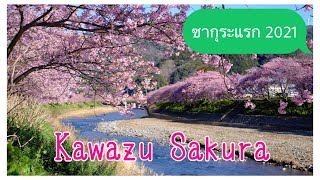 Kawazu Sakura #Kawazu Sakura #ที่นี่ญี่ปุ่น #เที่ยวชิซุโอกะ #ซากุระ #อะตะมิ