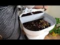 orbin solo composter for kitchen waste composting compost waste management howto simple