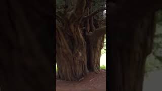 2,000 year old yew tree! #nature #shorts #tree #ancient ##history #old