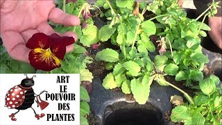 Tuto jardinage: pensées: Comment récolter des graines: