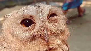 An Owl- একটি পেঁচা। একটি আহত পেঁচা!