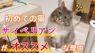 サイベリアンは、初めて猫を飼う人にオススメの猫種です！／Siberian cats are recommended for first-time cat owners【サイベリアンのラフィ#99】