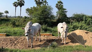 RK బుల్స్ వేటపాలెం సమరసింహా వీరనరసింహ