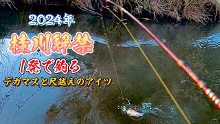 【トラウト】桂川忍野区間解禁！開幕直後にまさかの・・・