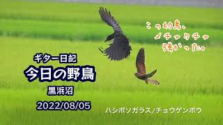 ギター日記　今日の野鳥　・　黒浜沼　2022年8月5日