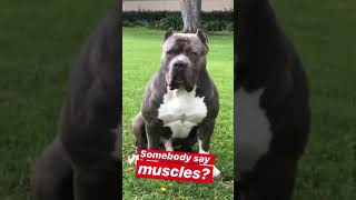 PitbullLife_XL american bully muscles #shorts