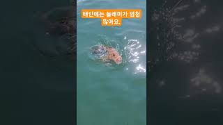 태안 바닷속에는 사이즈 좋은 놀래미가 엄청 많아요. #우럭 #fishing #낚시 #놀래미 #바다