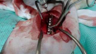 Fratura de fêmur em gato - cirurgia veterinária - Dr. André Terra