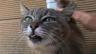 腰トントンに悶絶するぽっちゃり野良猫、エアコン室外機の上で昇天する  The fat stray cat is very cute！