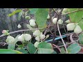 White Jamrul Fruit in my rooftop garden