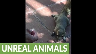 Wild Squirrel takes food right from human's hand