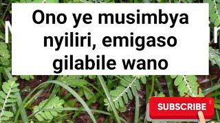 Emigaso gya musimbya nyiliri gyotasaanidde kusubwa @SSENGABIROOTONEDDAGALA