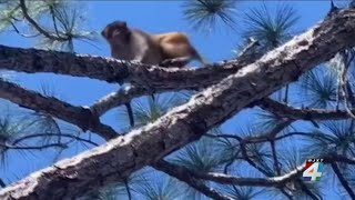 Monkey sighting at Orange Park apartment complex sparks curiosity, questions