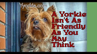 Are Yorkies Good Family Dogs? (They Are Not As Friendly As You Might Think)