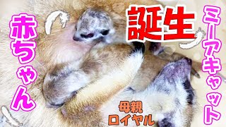 【誕生】ミーアキャットの陣痛\u00265回目の出産\u0026子育て(Meerkat parenting)目が開くまでの子育て編