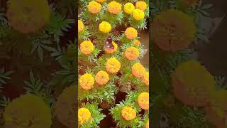 Butterfly 🦋🦋 #shorts #viralvideo #youtubeshorts #popular #plants #Maahi