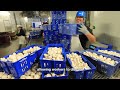 816 million pounds of mushrooms are harvested and processed this way agriculture technology