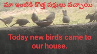 మా ఇంటిలో కి కొత్త పక్షులు వచ్చాయి. Today new birds came to our house.