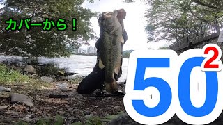 第2回！50アップ連続釣行記！no.2  超絶接近戦