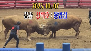 청도소싸움 2023.10. 07  제10경기  갑종  강백호 / 용암삼