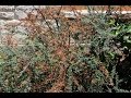 Fire blight |Daphne Richards |Central Texas Gardener