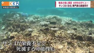 【奄美の海に異変】水中をのぞくと・・・サンゴの「白化」専門家の調査同行 Jチャン＋特集(10月12日(水)放送)