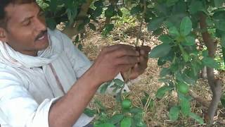 लिंबोनी कलम शिका घरच्या घरी एकदम सोपी पद्धत air layerning grafting lemon tree home made best method