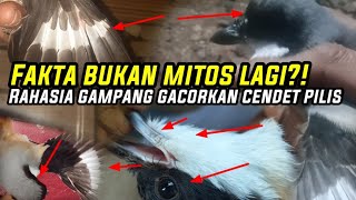 RAWATAN HARIAN CENDET PILIS AGAR GAMPANG GACOR‼️