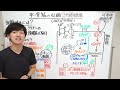 【平滑筋の弛緩機構】硝酸薬などの機序に直接繋がる！薬学部生物