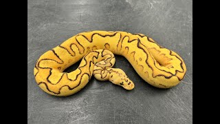 11 reasons why having Pastel in your Clown Ball Pythons is a GOOD thing!