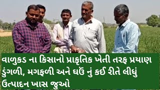 SPNF વાળુકડ ના કિસાનોએ ઓછા ખર્ચે મેળવ્યો મબલખ  પાક