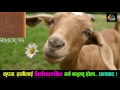 बाख्राको दुध सेवनबाट हुने अपत्यारिलो फाइदाहरु जानी राखौं amazing advantage of goat milk