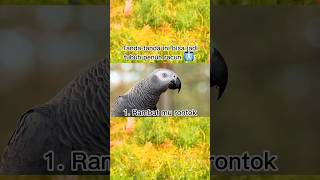 ketuk burung tiga kali dengan cepat #shorts #burung #funny