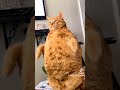 Cat Try Not to laugh