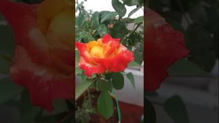 Double color rose | yellow orange double color rose in grow bag.