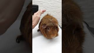 天竺鼠可憐叫聲 Guinea pig sad sound🐹🥺🥺（請將音量加大）