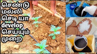 Samandhi chedi valarpu part - 2 | tamil | Native Farmers |how to do Marigold plants cultivation