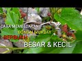 Cara gampang membedakan murbay berbuah besar & murbay berbuah kecil