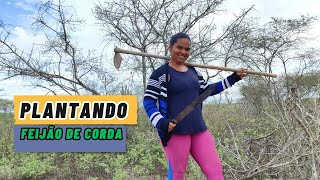 Limpando a terra e plantando feijão de corda no sítio