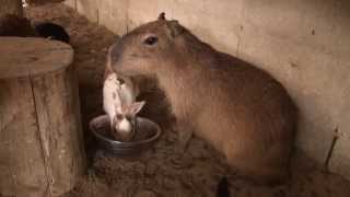 カピバラ　（渋川動物公園篇）はい！次下さい